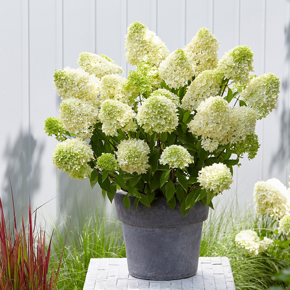 Hydrangea Paniculata Skyfall