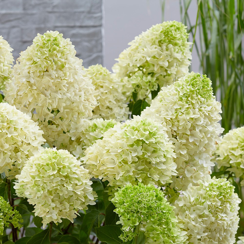 Hydrangea Paniculata Skyfall