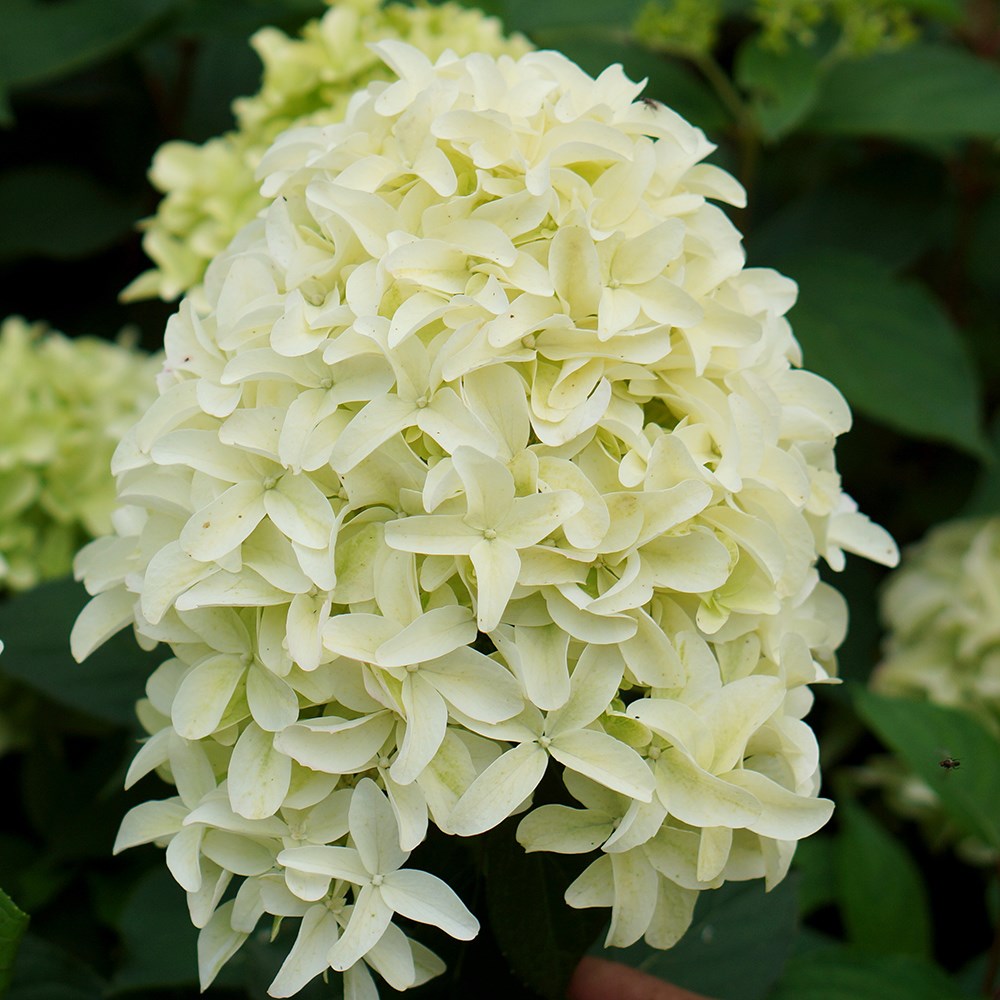 Hydrangea Paniculata Skyfall