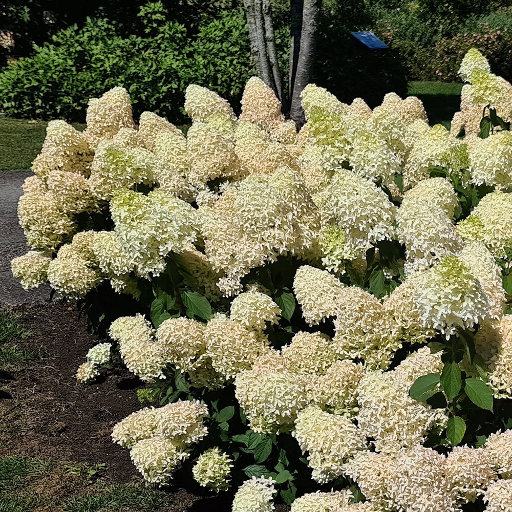 Hydrangea Paniculata Skyfall