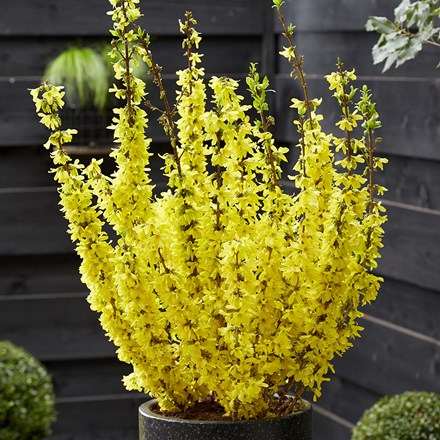 Forsythia × Intermedia Mikador | Forsythia