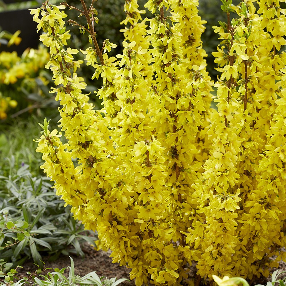 Forsythia × Intermedia Mikador | Forsythia