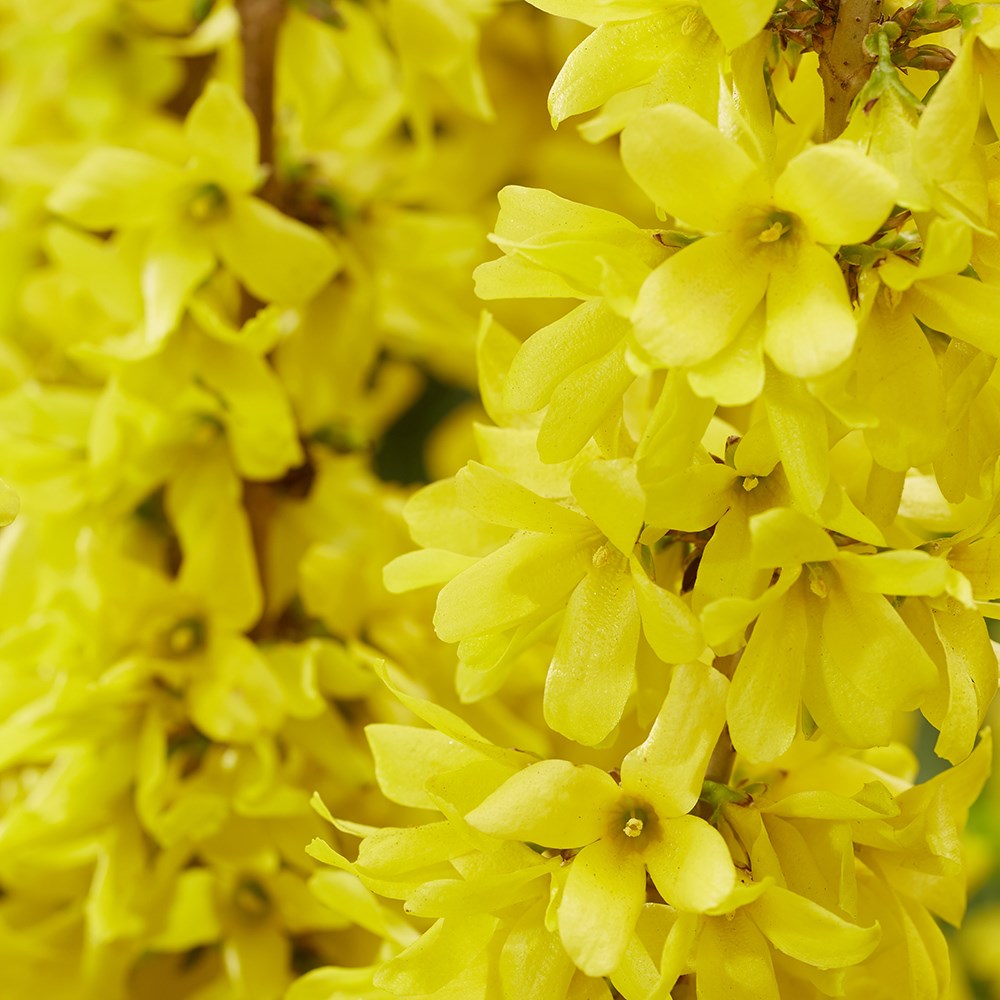 Forsythia × Intermedia Mikador | Forsythia