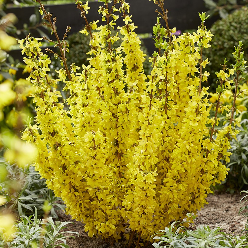 Forsythia × Intermedia Mikador | Forsythia