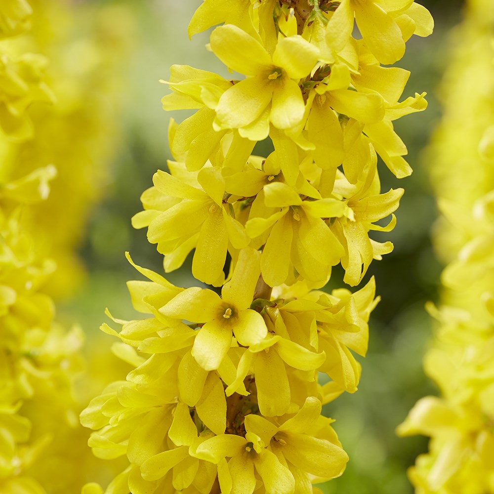 Forsythia × Intermedia Mikador | Forsythia