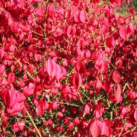 Euonymus alatus 'Compactus' | Winged Spindle or Fire Bush |