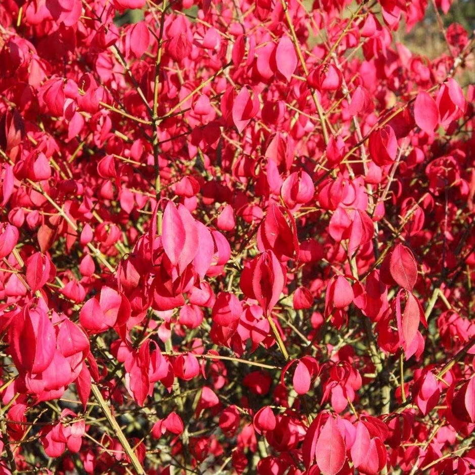 Euonymus Alatus Compactus | Winged Spindle Or Fire Bush