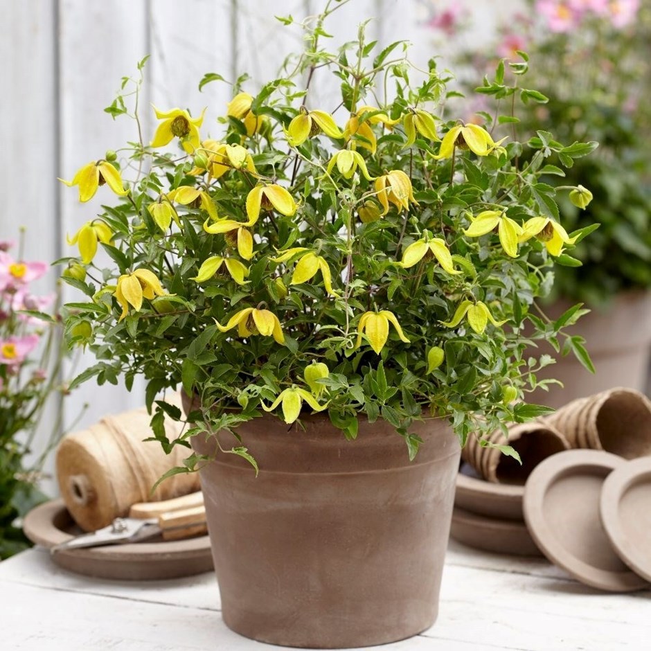 Clematis Little Lemons | Patio Clematis