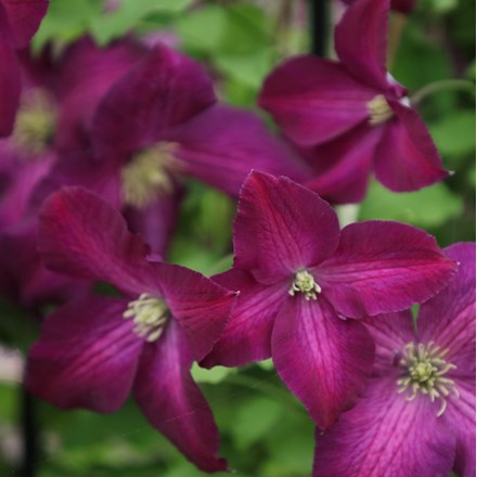 late large flowered clematis (group 3)