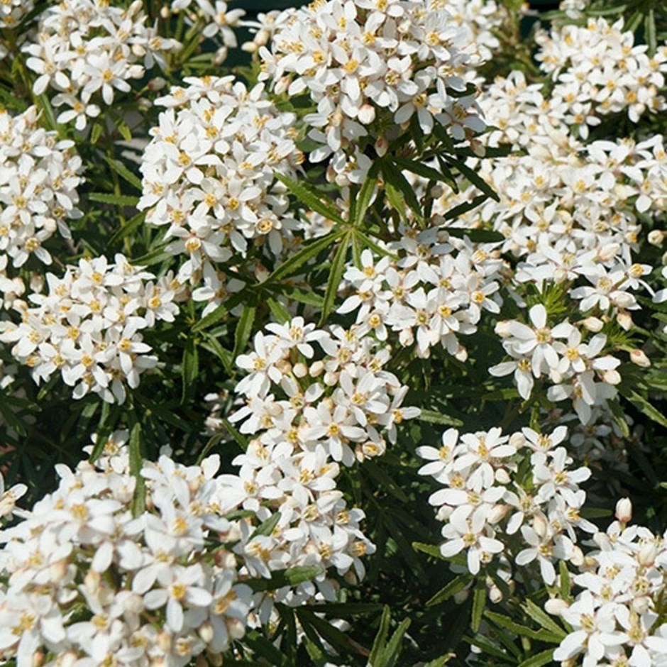 Choisya × Dewitteana White Dazzler | Mexican Orange Blossom