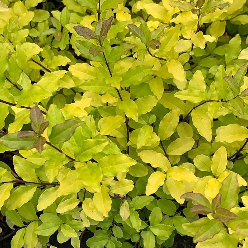 Ligustrum Ovalifolium Lemon And Lime | Lemon & Lime Privet