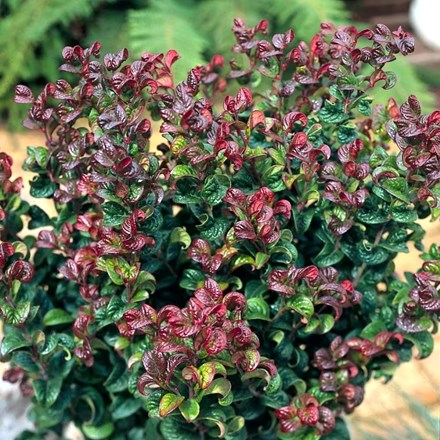 Leucothoe axillaris 'Curly Red' (PBR) | Switch Ivy |