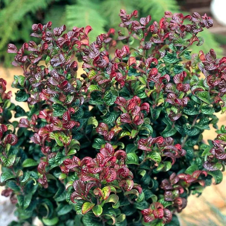 Leucothoe Axillaris Curly Red | Switch Ivy