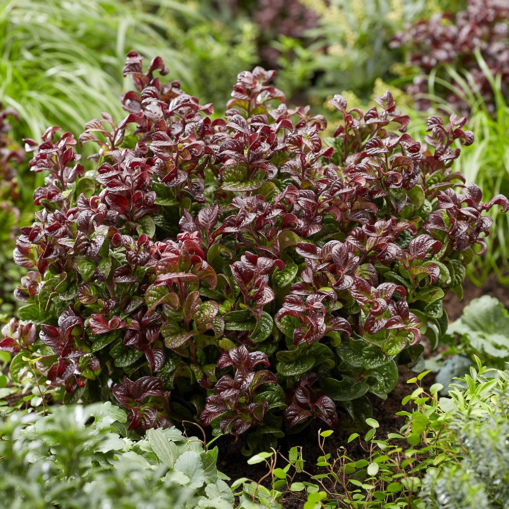 Leucothoe Axillaris Curly Red | Switch Ivy