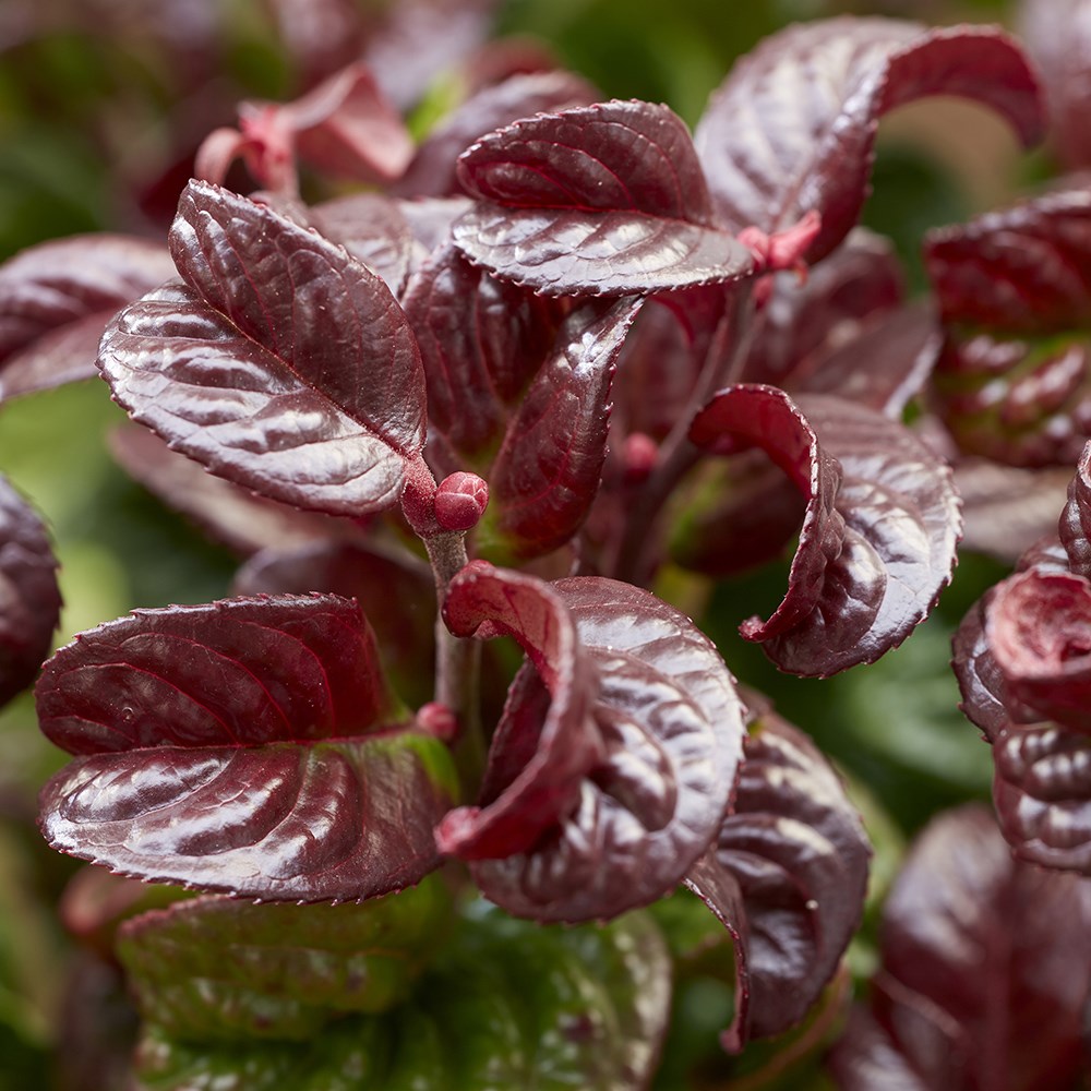 Leucothoe Axillaris Curly Red | Switch Ivy