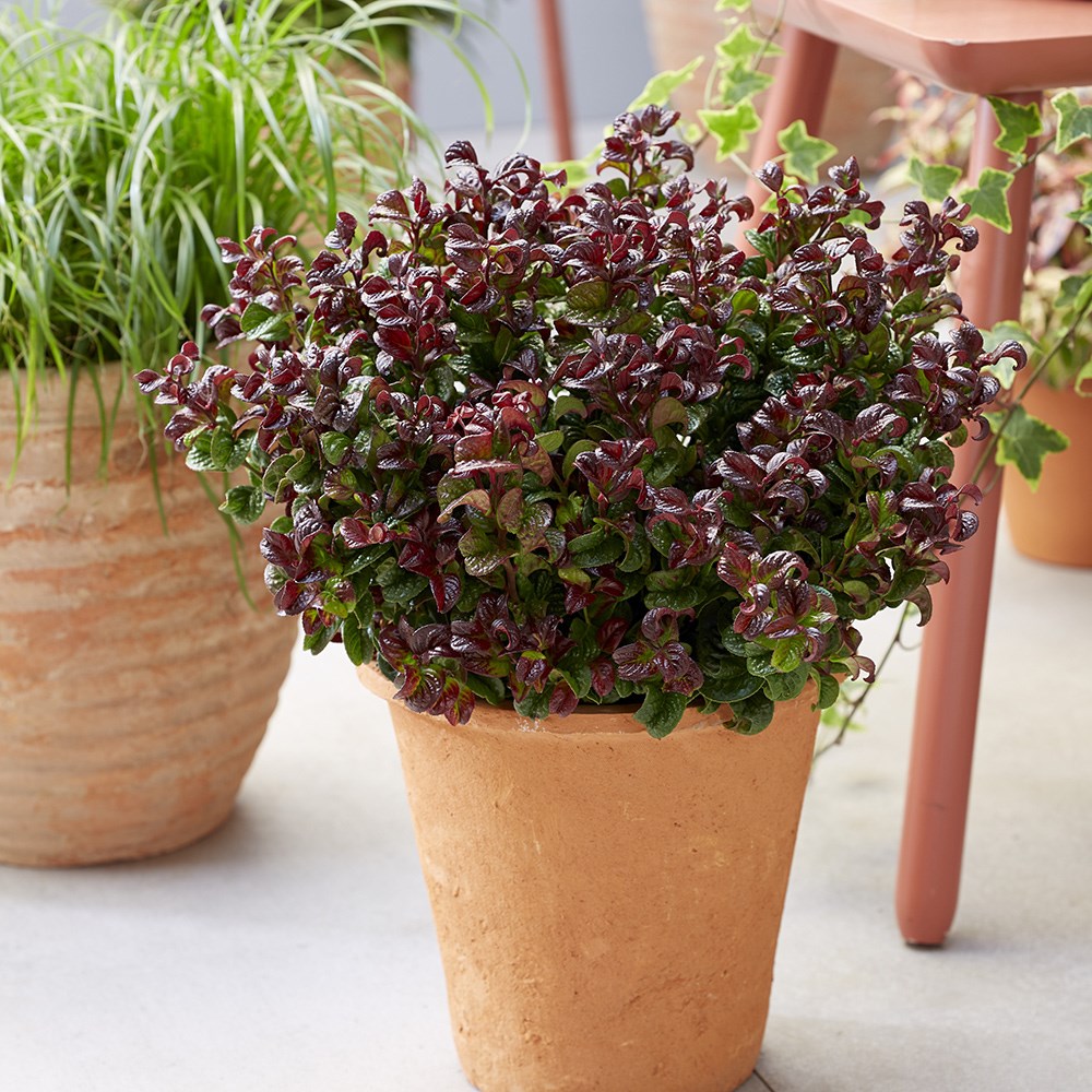 Leucothoe Axillaris Curly Red | Switch Ivy