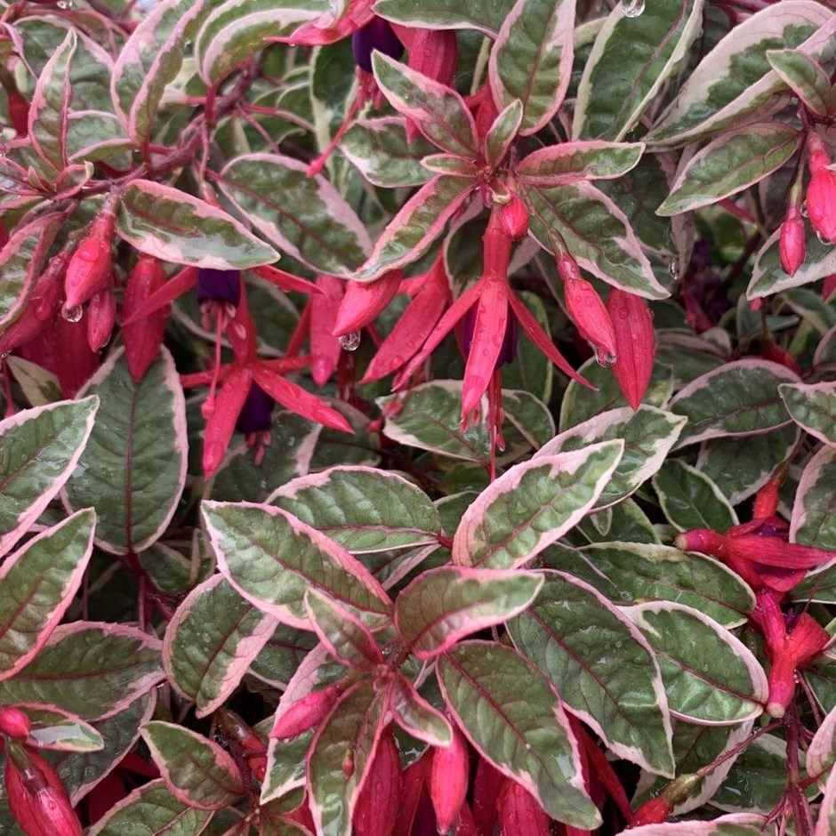 Fuchsia Sunray | Hardy Fuchsia | 2L Pot