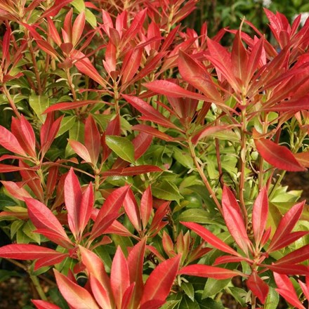Pieris Forest Flame | Lily-Of-The-Valley Shrub
