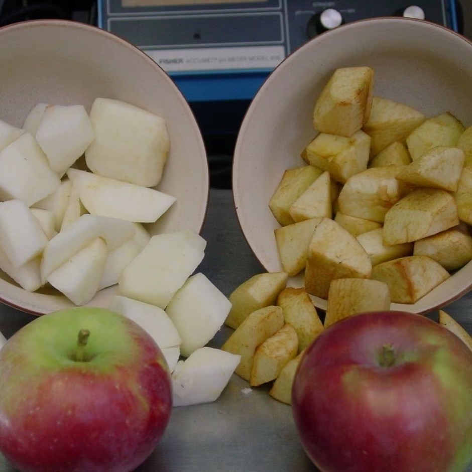Apple Eden | Dual Purpose Eating / Cooking