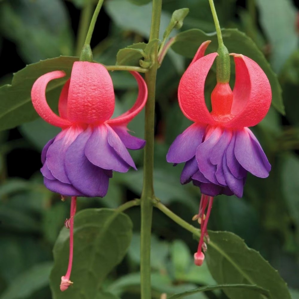Fuchsia Army Nurse