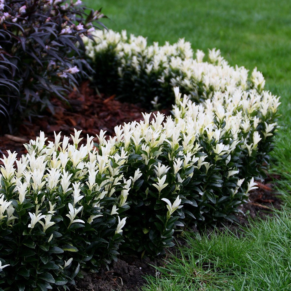 Euonymus Japonicus Paloma Blanca | White Candle Euonymus