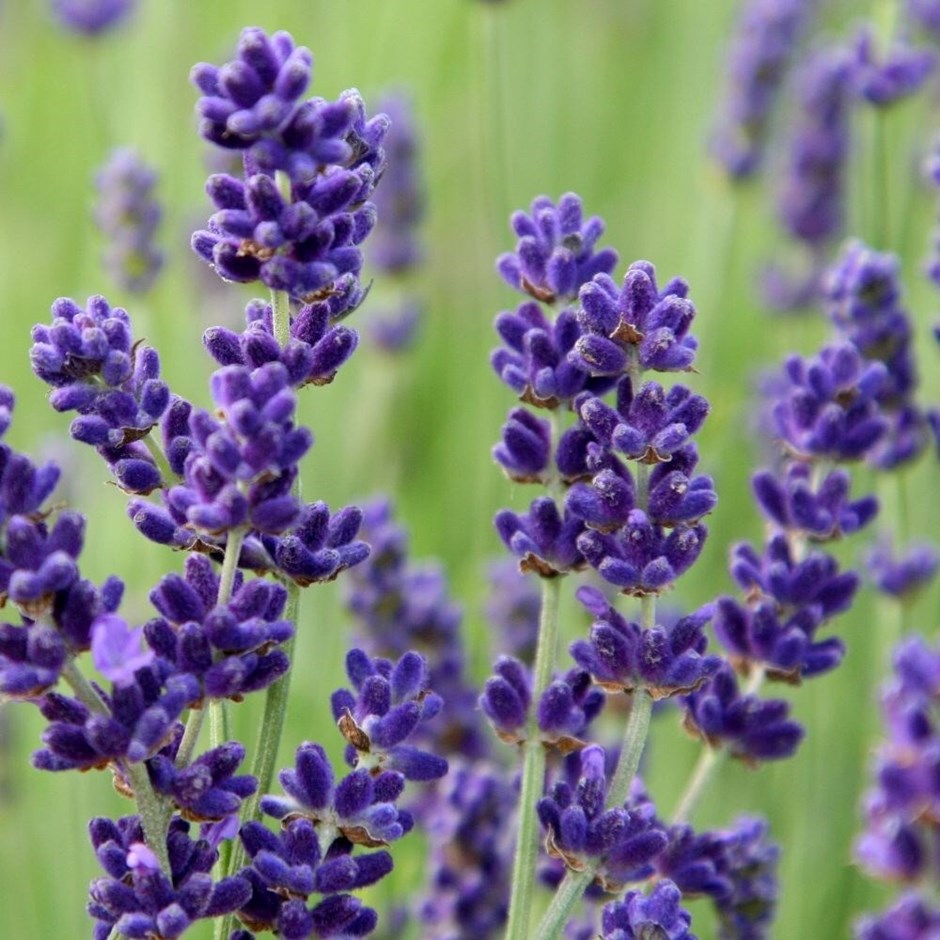 Lavandula Angustifolia Imperial Gem | Lavender