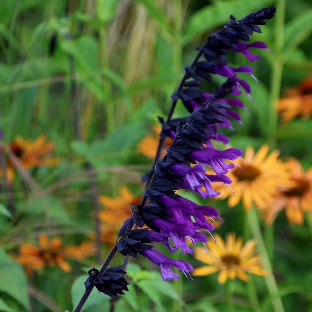 Salvia Amistad | Sage