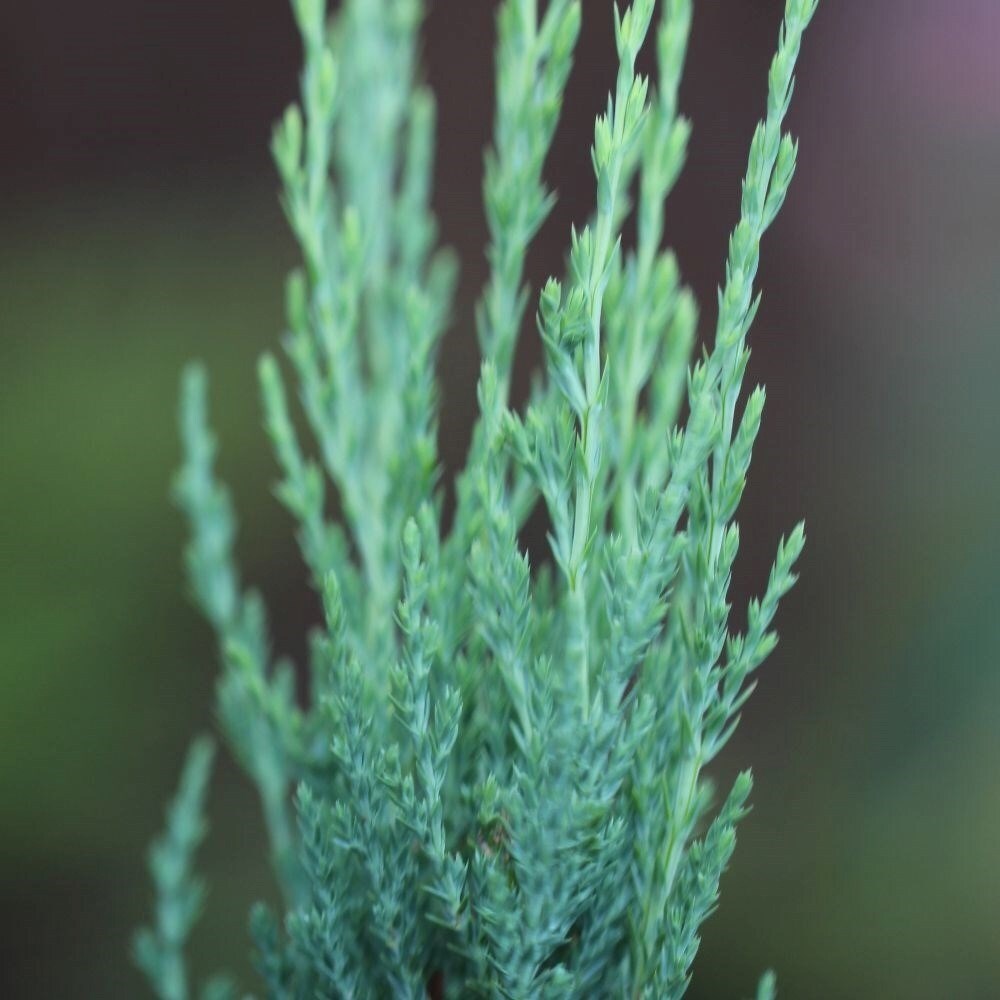 Juniperus Scopulorum Blue Arrow | Rocky Mountain Juniper