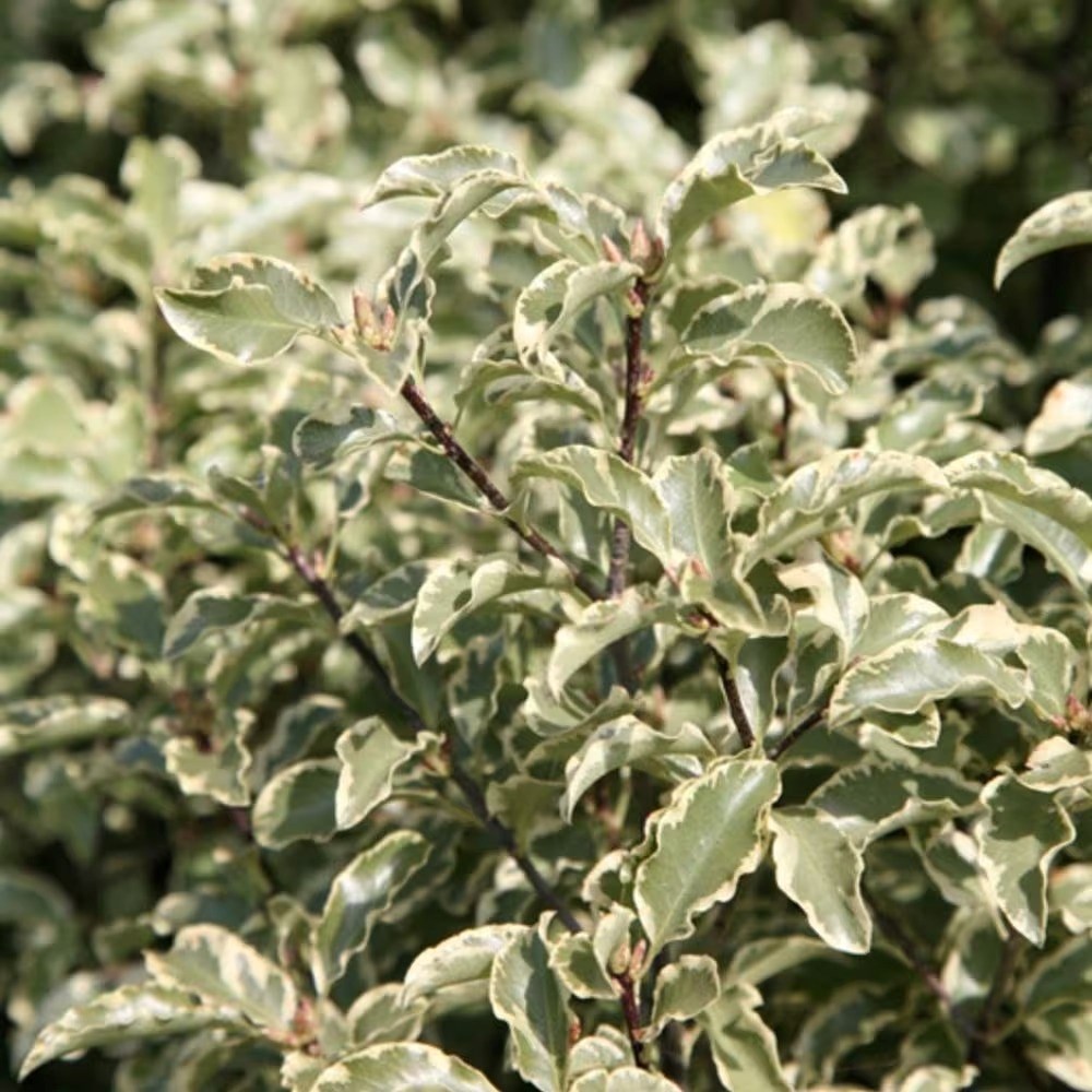 Pittosporum Tenuifolium Variegatum | Kohuhu