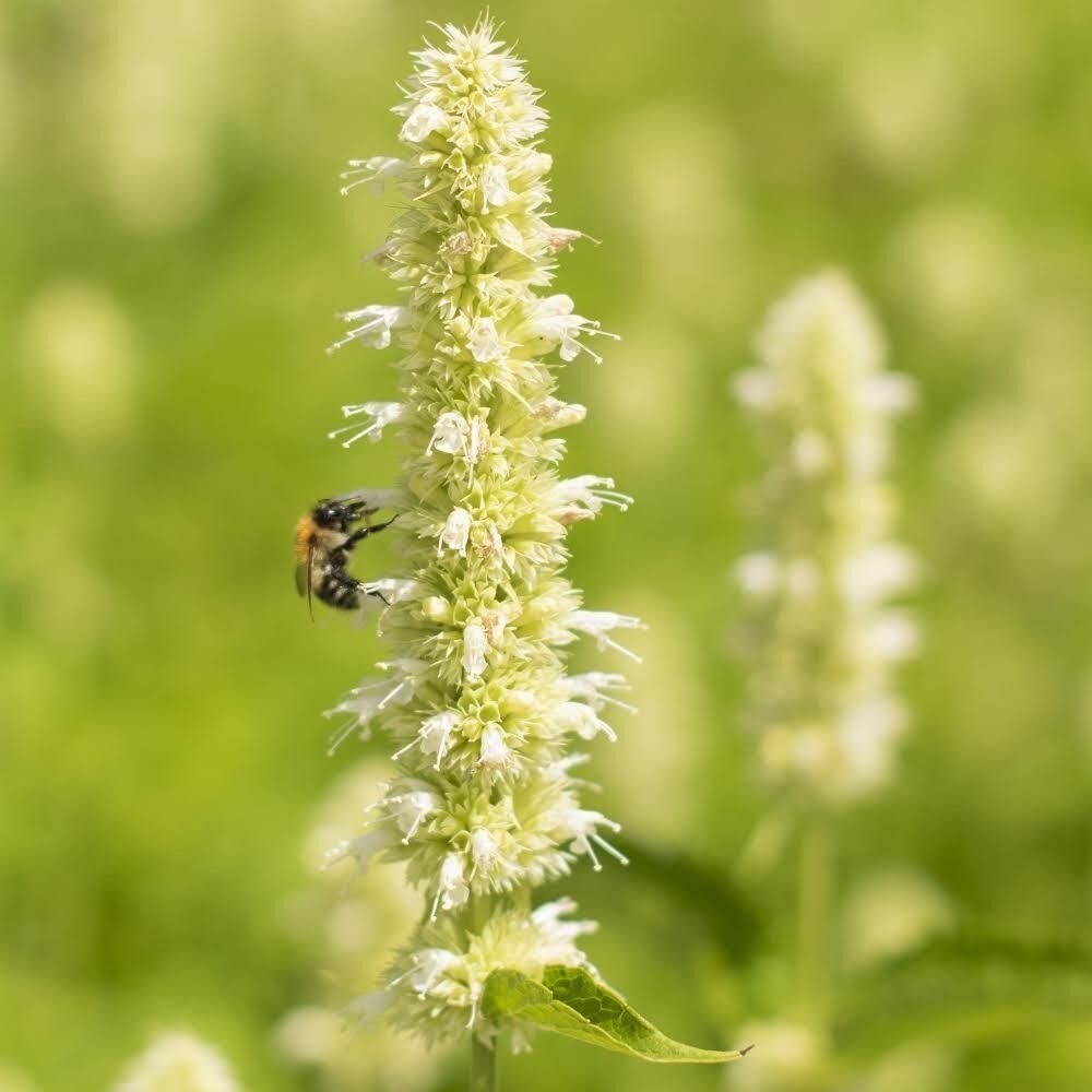 Agastache Foeniculum Alabaster | Anise Hyssop