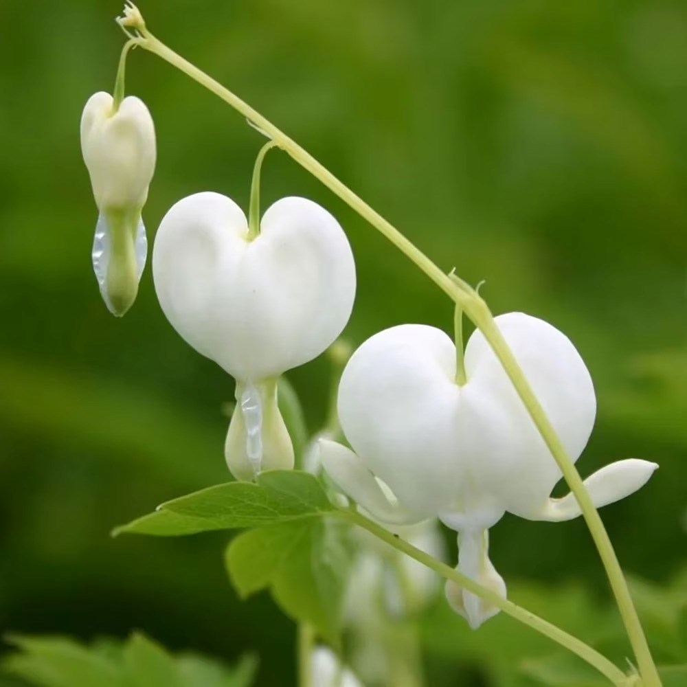 Dicentra Spectabilis Alba | Bleeding Heart | Lamprocapnos