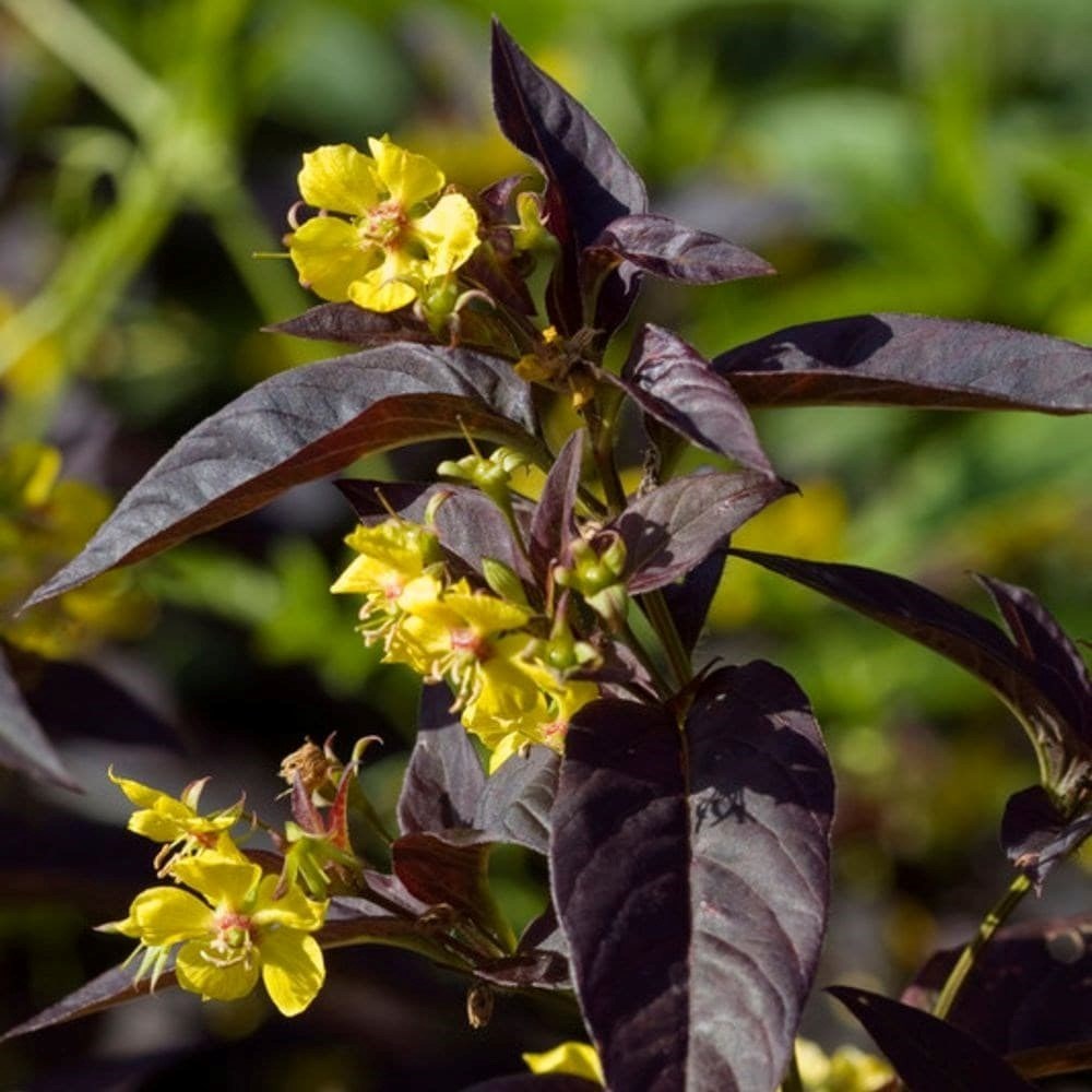 Lysimachia ciliata Firecracker | Loosestrife