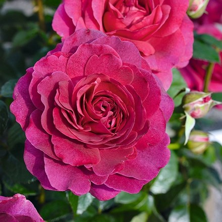 Rosa Timeless Purple | Hybrid Tea Rose