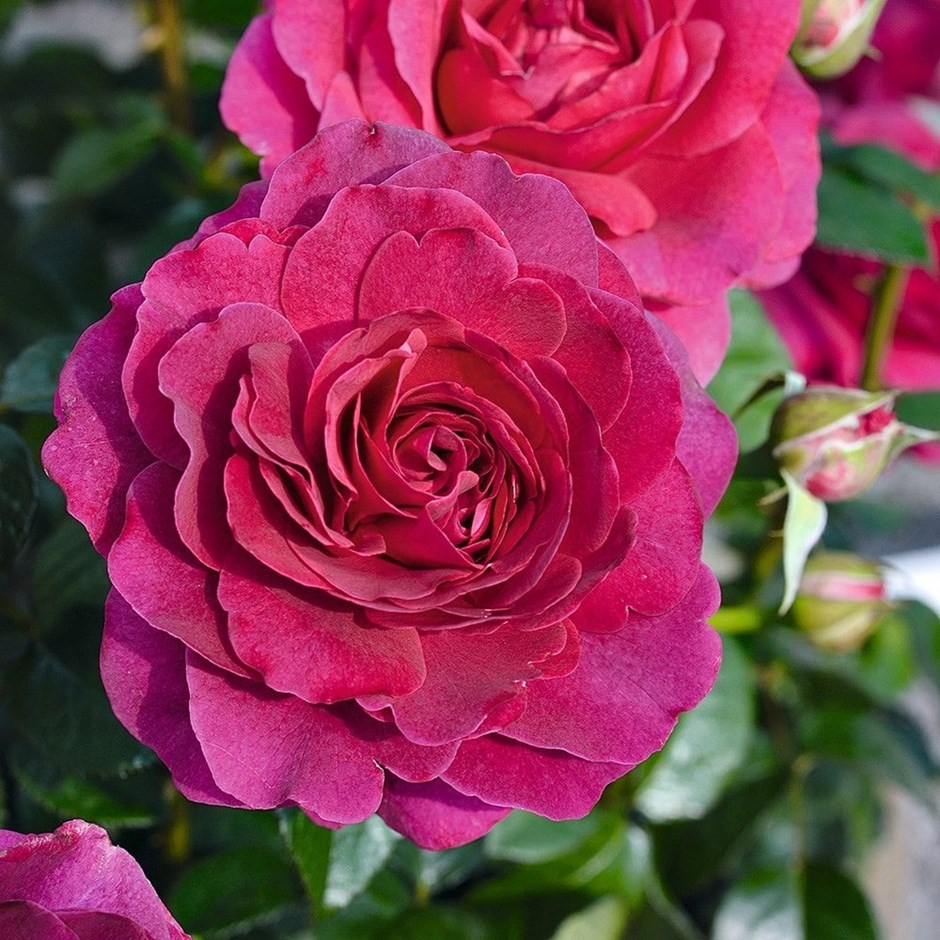 Rosa Timeless Purple | Hybrid Tea Rose