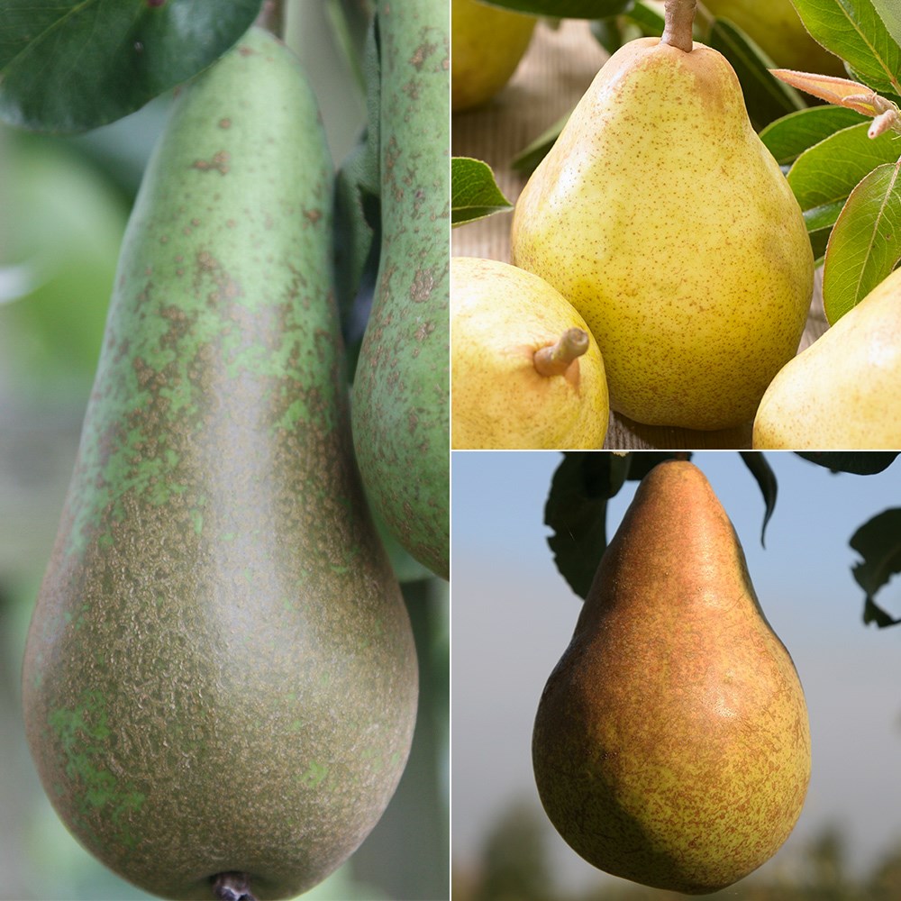 Pear Conference / Doyenne Du Comice / Williams Bon Chretien | Family Pear