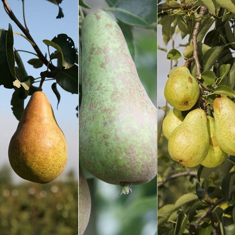 Pear Conference / Doyenne Du Comice / Williams Bon Chretien | Family Pear