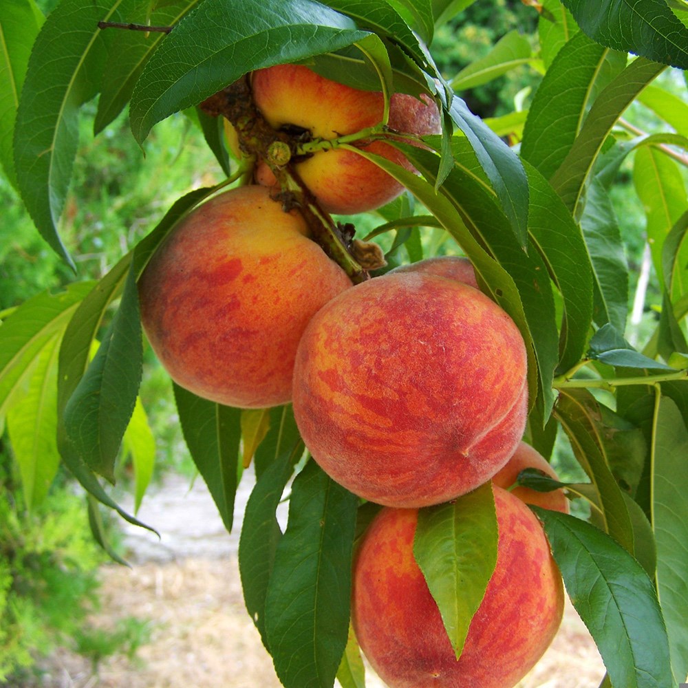Peach Peregrine