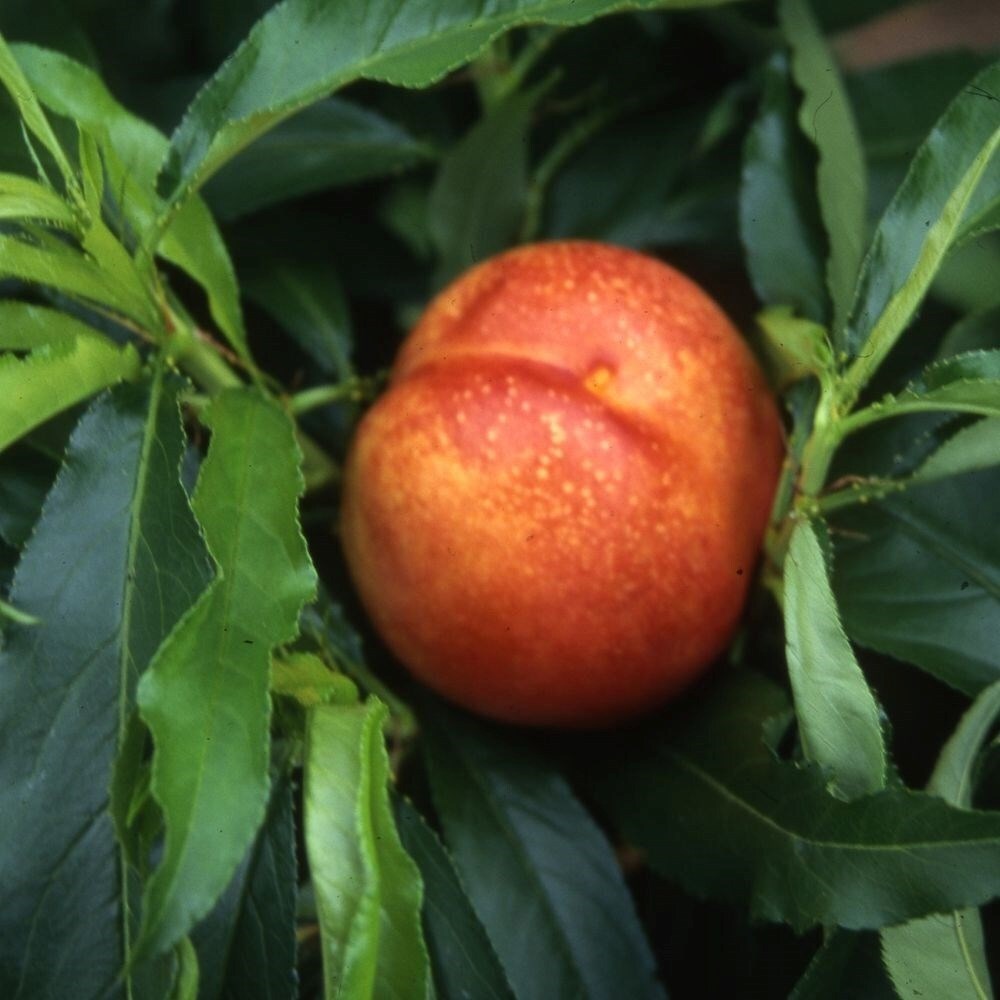 Nectarine Nectarella