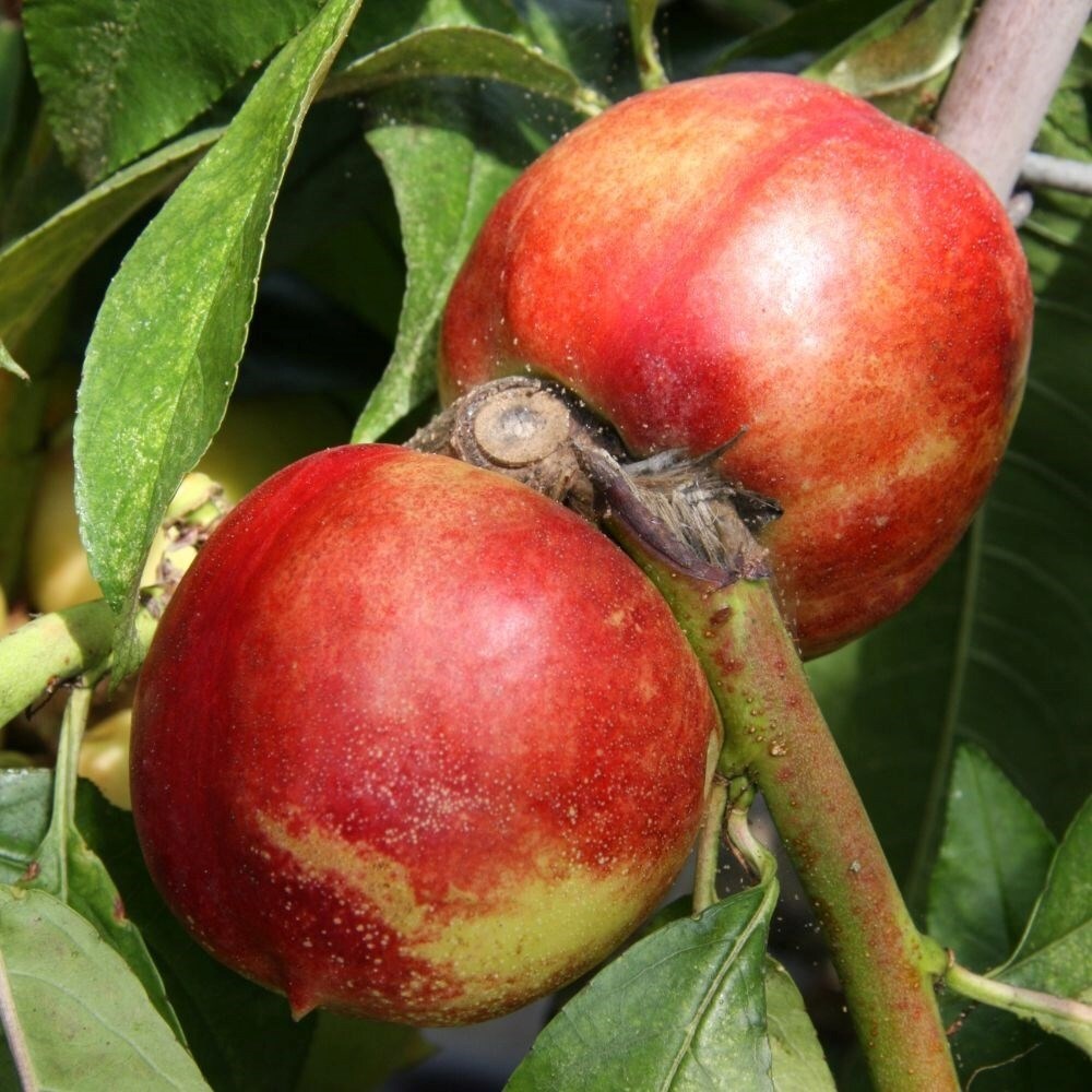 Nectarine Lord Napier