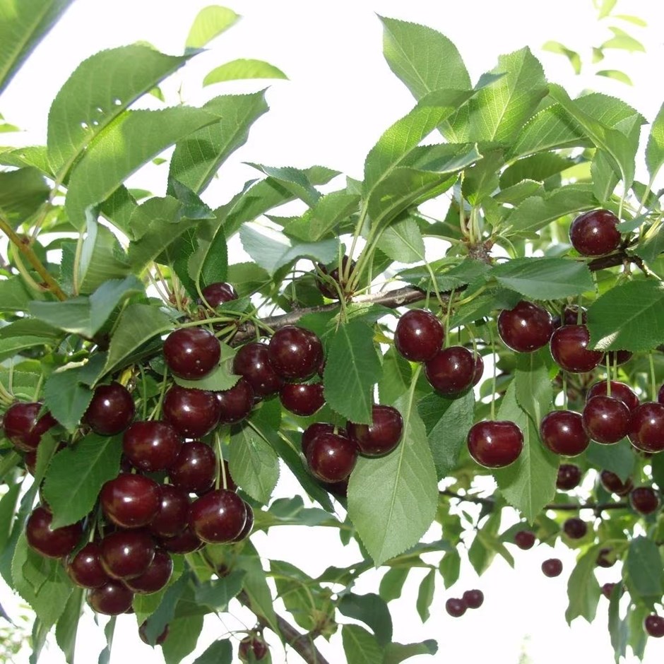 Cherry Athos | Sweet Cherry