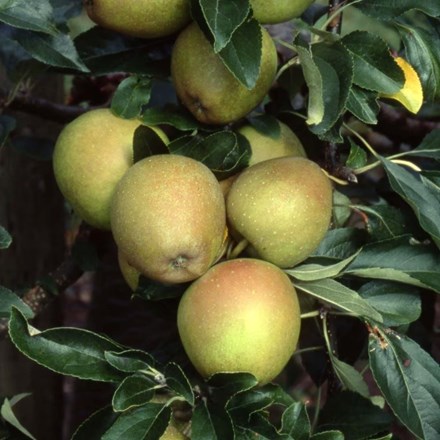 apple Herefordshire Russet (PBR)