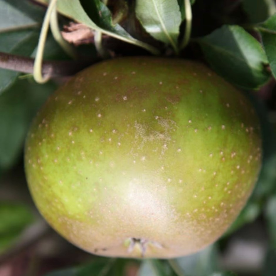 Apple Egremont Russet | Eating / Dessert Apple