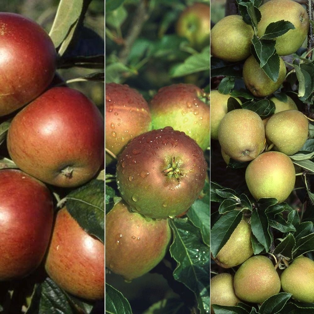 Apple Coxs Self Fertile / Fiesta / Hereford Russet | Family Apple