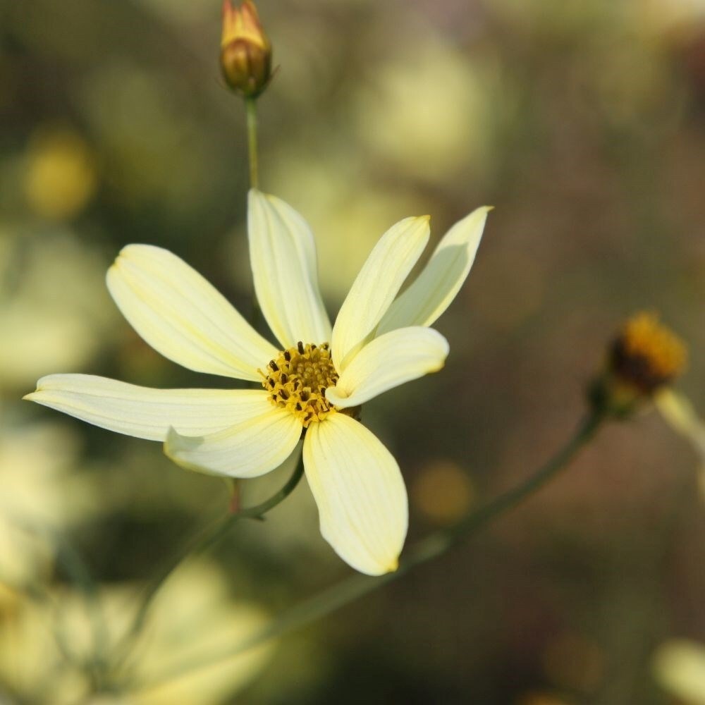 Coreopsis Verticillata Moonbeam | Tickseed