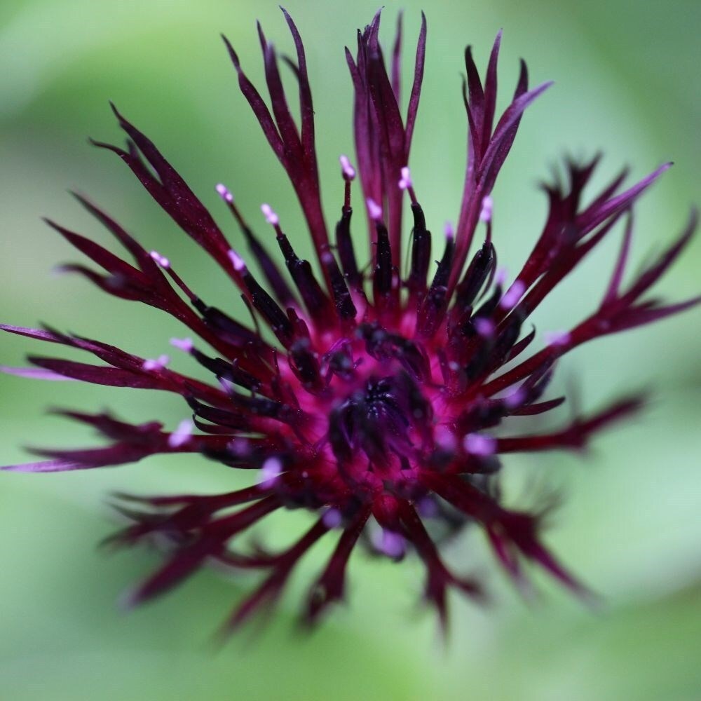 Centaurea Jordy | Knapweed