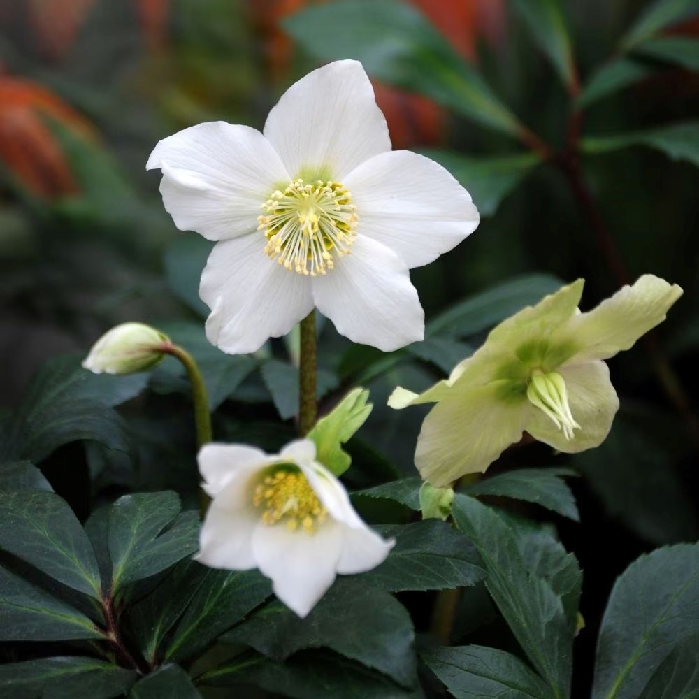 Helleborus Niger | Christmas Rose