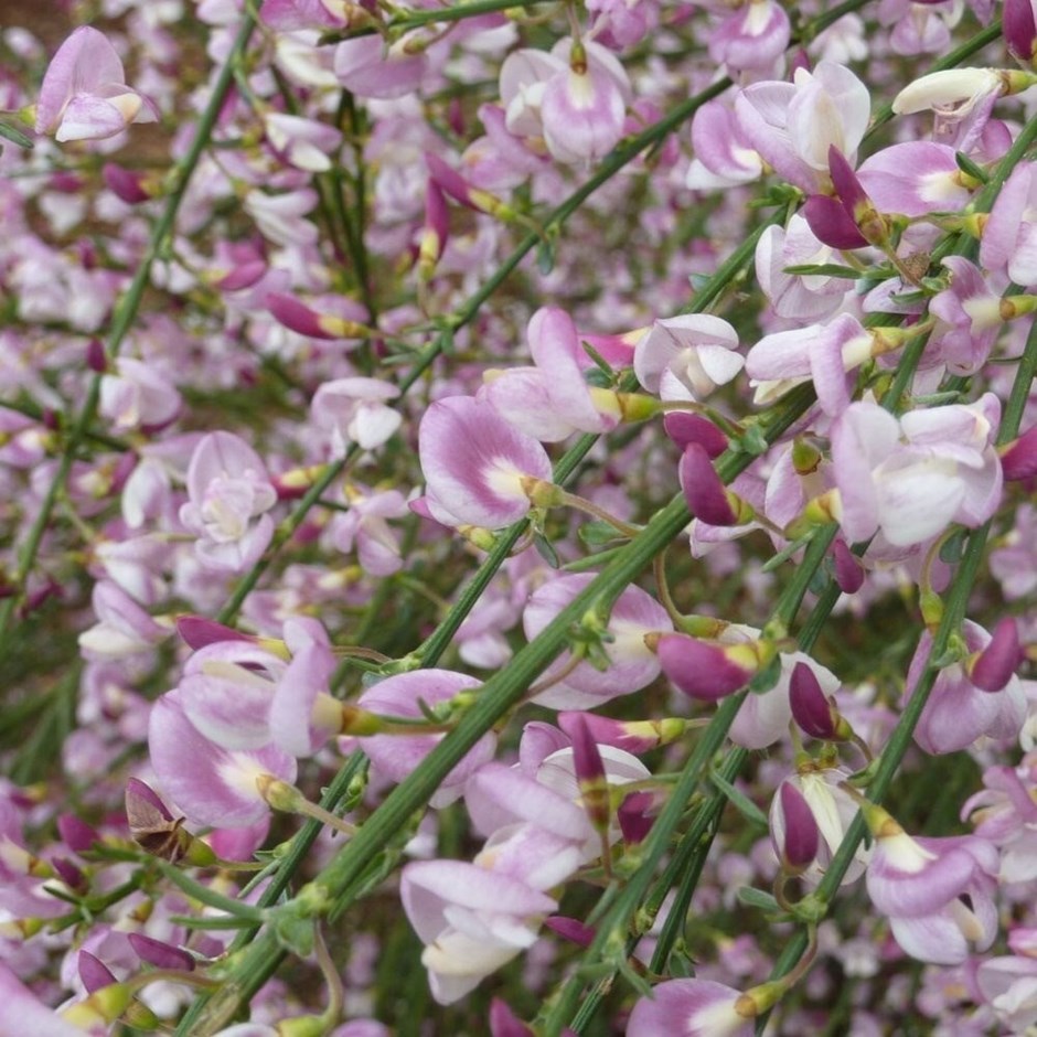 Cytisus Moyclare Pink | Broom | 2L Pot