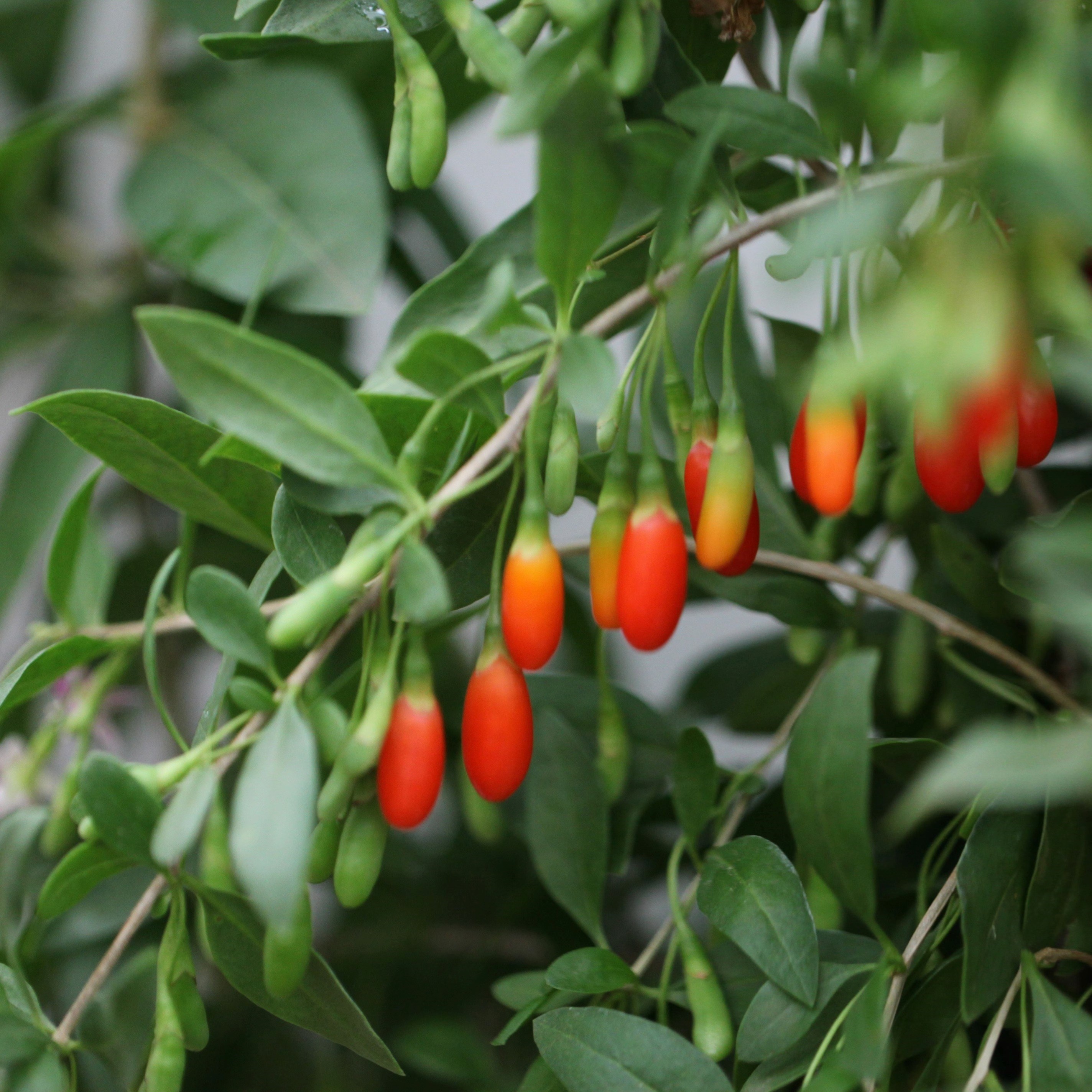 Goji Berry | Lycium Barbarum