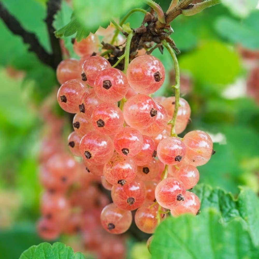 Pinkcurrant Gloire De Sablons