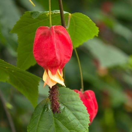 Abutilon megapotamicum | Flowering Maple |